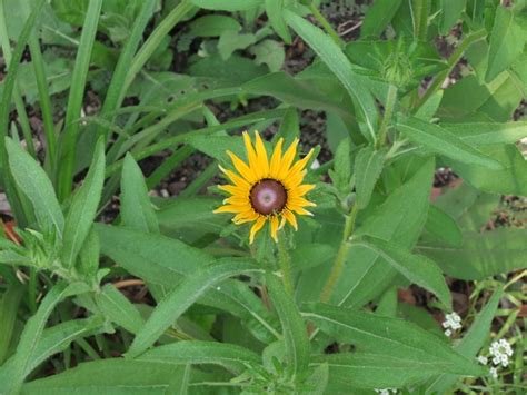 Maybe you would like to learn more about one of these? Daisy, sunflower or weed? (flower, yard, south, plant ...