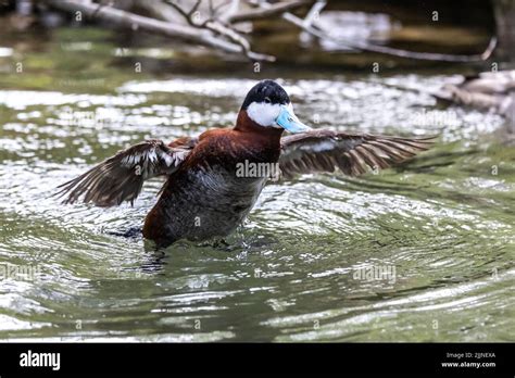 The Ruddy Duck Oxyura Jamaicensis Is A Duck From North America And