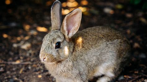 Rabbit Cute Hare Animal 4k Hd Wallpaper