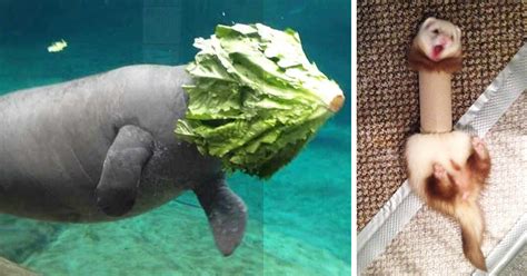 30 Of The Funniest Animal Fails Ever Bored Panda