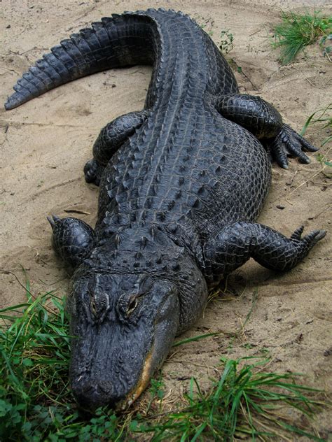 Файл american alligator — Уикипедия