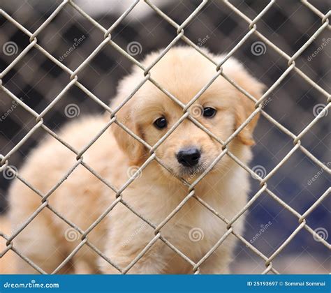 Dog In Cage Stock Image Image Of Domestic Sadness Eyes 25193697