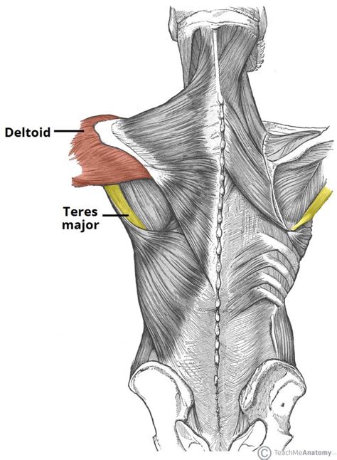 The Intrinsic Muscles Of The Shoulder Teachmeanatomy