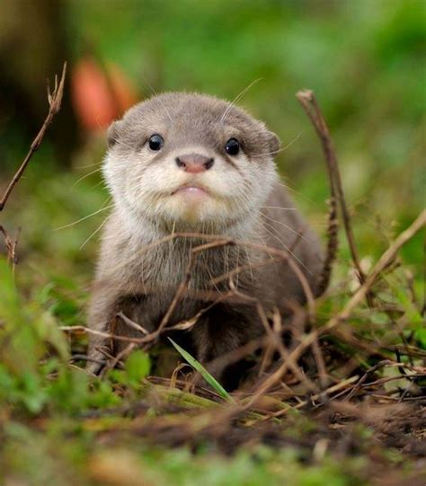 Otter Fact Pictures And Information By Pets Planet Otters