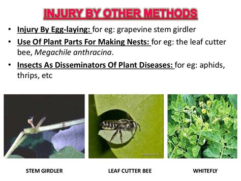 Diagnosis Of Pest On The Basis Of Plant Damage
