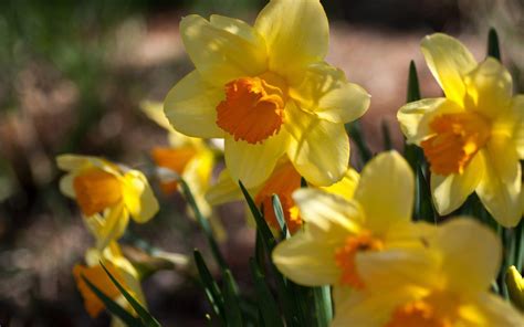 Daffodil Wallpapers Wallpaper Cave