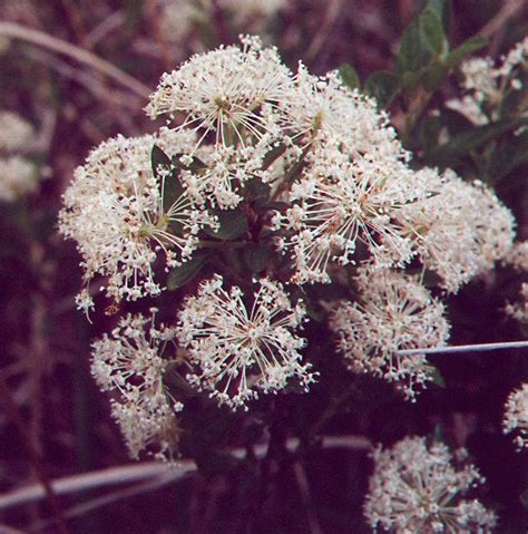 View taxon page for ceanothus. Ceanothus herbaceus page