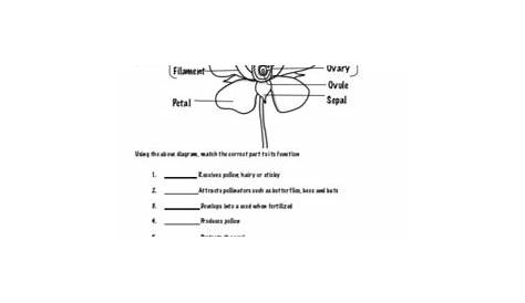flower basics worksheet answer key