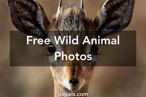 Free Stock Photos Of Wild Animal · Pexels