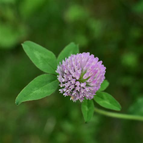 Red Clover Trifolium Pratense Growing Wild In The Side Of Flickr