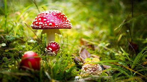Red Mushrooms In Green Grass Field Blur Background Hd Mushroom
