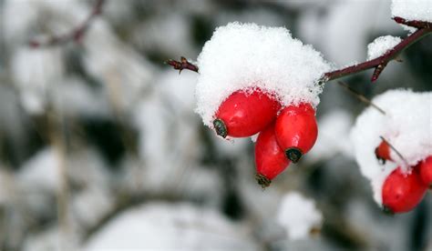 무료 이미지 자연 분기 눈 감기 식물 화이트 꽃잎 서리 부시 얼음 봄 빨간 날씨 겨울 왕국 플로라
