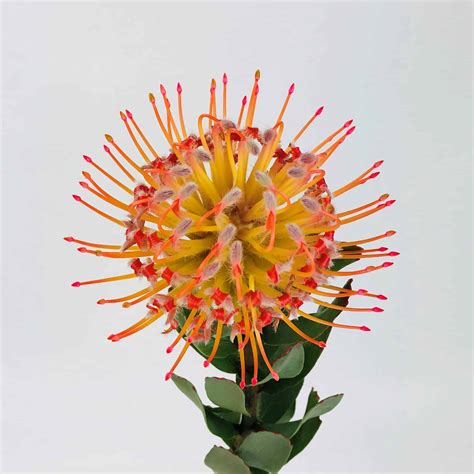 Protea Pincushion Orange Wholesale Bulk Flowers Cascade Floral