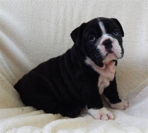 Black Seal English Bulldog Puppy Full Akc Registration For Sale In