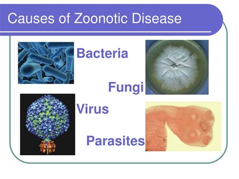Ppt Zoonotic Parasites Powerpoint Presentation Free Download Id409930