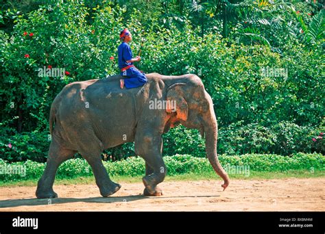 A Man Riding An Elephant At Samphran Elephant Ground Near Bangkok In