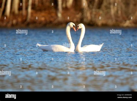 Pair Of Mute Swans In Courtship Making A Heart Shape With The Necks