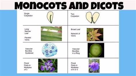 Difference Between Monocot Vs Dicot Plants Youtube