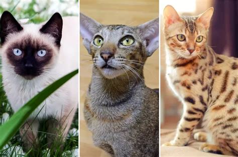 Low Shedding Cat Breeds Which One Is Right For You