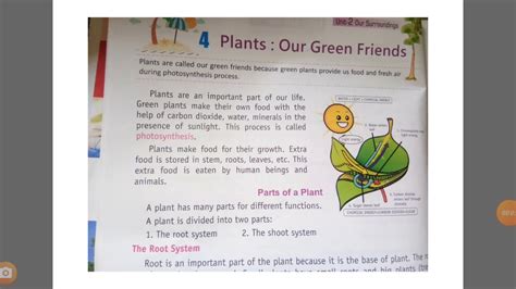 Class 4th Evs Chapter 4th Plants Our Green Friends Youtube
