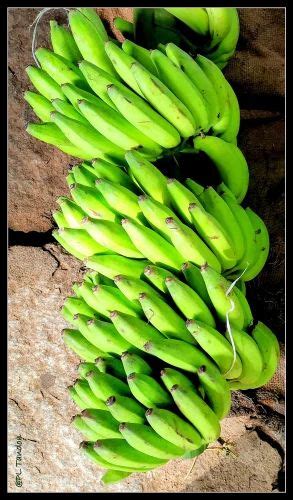 A Grade Organic Yelakki Banana Packaging Size 10 Kg At Rs 50kg In