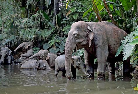 Flickriver Bernard Spraggs Photos Tagged With Elephants
