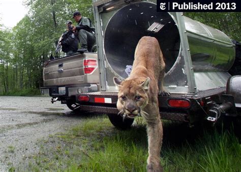 Cougars Glamorous Killers Expand Their Range The New York Times