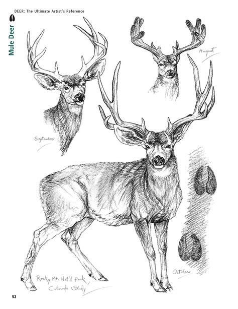 Deer The Ultimate Artists Reference Fox Chapel Publishing Co