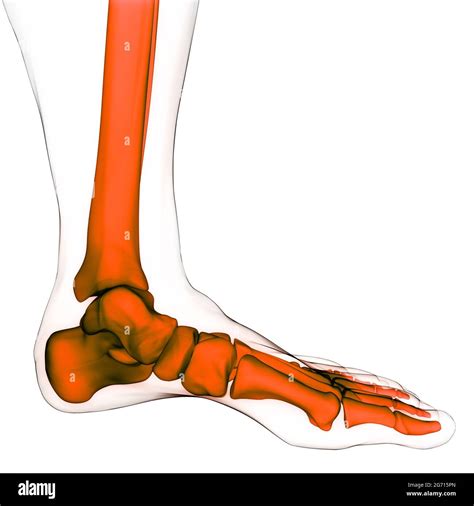 Human Skeleton System Leg Bone Joints Anatomy Stock Photo Alamy