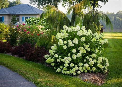 Little Lime Hydrangea Little Lime Hydrangea Hydrangea Landscaping