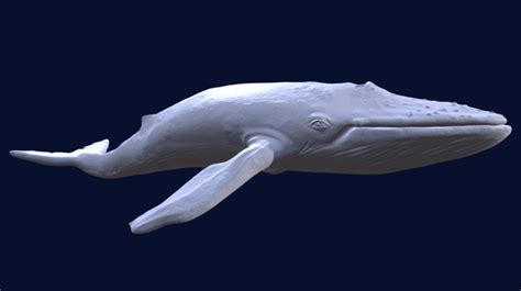 blue whale download free 3d model by bohdan lvov ostapblendercg [1f4421b] sketchfab