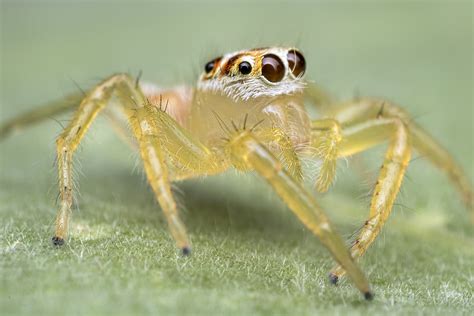 Free Images Fauna Invertebrate Close Up Arachnid India