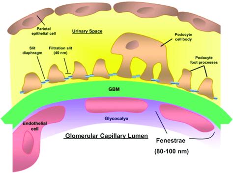 Study guide of the glomerular structures like: Structure of the glomerular capillary wall in kidney. The ...