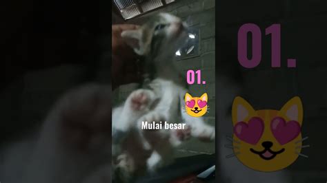 ANAK KUCING LUCU BANGET Shorts Cat Kucing YouTube