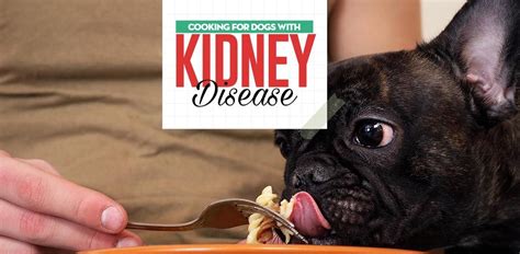 Find out here how a prescription diet switching to a prescription kidney food should occur gradually over one to two weeks. How to Feed Dogs With Kidney Disease | Kidney diet for ...