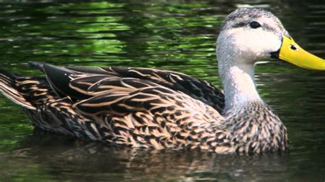 Mottled Ducks At Viera Wetlands Florida Youtube