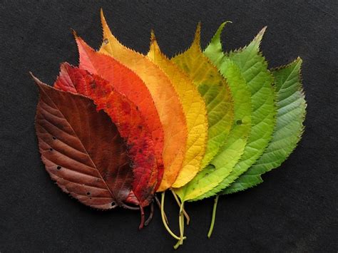 Free Photo Autumn Leaves Fall Leaves Leaves Free Image On Pixabay