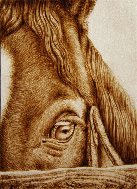 Oculus Horse Up Close Animal Pyrography By Cara Jordan Wood