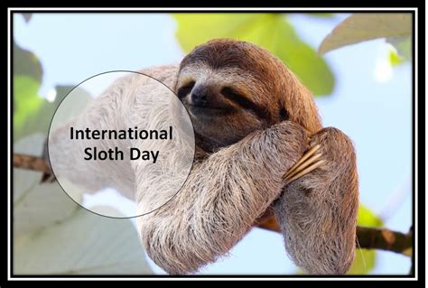 International Sloth Day 2023 Significance History And Important Facts