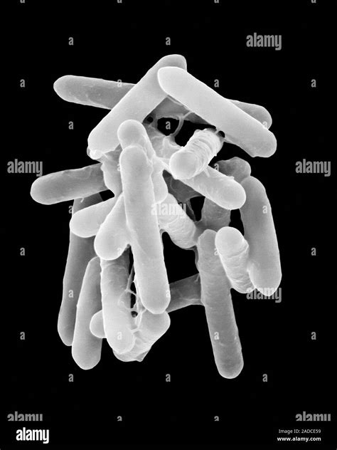 Scanning Electron Micrograph Sem Of Bacillus Subtilis Gram Positive