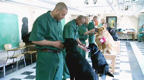 Prisoners Train Puppies To Aid Wounded Soldiers Video