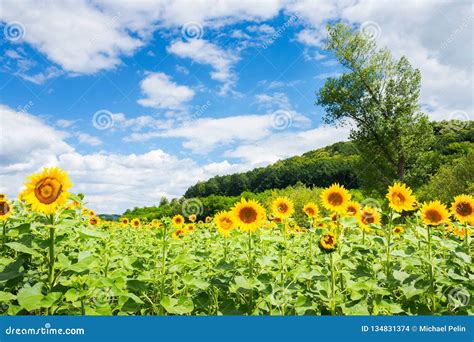 Sunflower Field In Mountains Stock Photo Image Of Rural Beauty