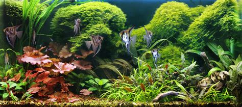 Thailand Plants Aquariums West