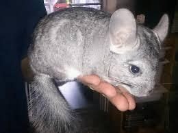 Only pay for shipping if you know the seller. Chinchilla Rodents For Sale | San Diego, CA #125541