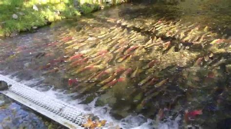 Weaver materiel, companies represented, and contacts. Weaver Creek Spawning Channel — BC, Canada - YouTube