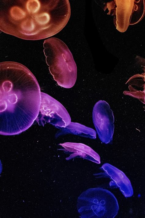 Deep Sea Rainbow Jellyfish