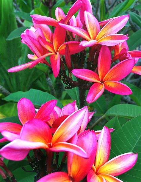 Outdoor Tropical Plants And Flowers Amazon Com 6pcs Artificial Uv