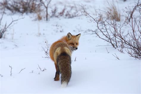 Red Fox And Arctic Fox Arctic Wildlife Photography Polar Bear Images