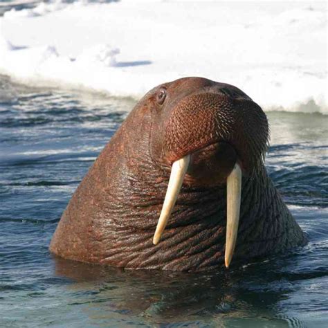 Pacific Walrus Defenders Of Wildlife