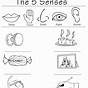 Free 5 Senses Worksheets